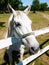 Portrait of Lipizzaner stallion