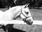 Portrait of Lipizzaner stallion