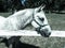 Portrait of Lipizzaner stallion