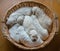 Portrait of a litter of an adorable golden retriever puppies or babies sleeping in a wicker basket