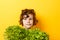 Portrait of little boy standing isolated on yellow background and enjoying delicious lettuce while looking at camera