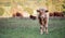 Portrait of a little calf. Race of cows The Salers.