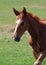 Portrait of little chestnut foal