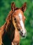 Portrait of little chestnut Hannover foal