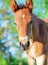 Portrait of little chestnut Hanoverian foal