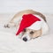Portrait of a little Corgi dog puppy lying on a white fluffy blanket in Santa`s new year holiday red hat and sad