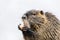 A portrait of a little coypu eating something