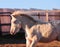 Portrait of a little cremello shetland pony foal