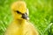 Portrait of a little curious gosling