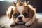 Portrait of little cute fluffy puppy wearing golden crown on her head, laying on the bed. Fashion beauty for pets. Royal dog.