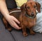 Portrait of a little dachshund on the background of the owner. A brown dachshund is sitting on the sofa.