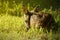 Portrait of a little fawn lying curled up in the grass