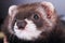 Portrait of a little ferret