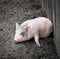 Portrait of a little funny piglet on a farm