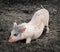 Portrait of a little funny piglet on a farm