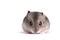 Portrait of a little hamster on an isolated background