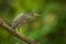 Portrait of Little Heron