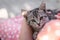 Portrait of a little kitten in the arms of a girl. A pet peeks over the shoulder of a child. The kitten carefully looks at the own