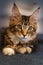 Portrait of little Maine coon kitten lying on gray background.