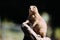 Portrait of little marmot standing on tree in nature