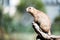 Portrait of little marmot standing on tree in nature