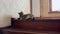 Portrait of little mongrel cat of tabby color going upstairs and lying down on the home wooden stair. Funny kitten with
