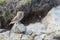 Portrait of a little owl Athene noctua, with a trapped bird in its paw