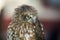 Portrait of a little owl hawk