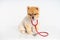 Portrait of little Pomeranian dog sits on the table with stethoscope isolated on white background. Studio shot of adorable puppy