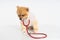 Portrait of little Pomeranian dog sits on the table with stethoscope  on white background. Studio shot of adorable puppy