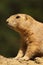 Portrait of a little prairie dog