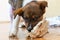 Portrait of a little puppy gnawing a bone