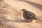 Portrait of a little quail on sand.