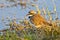 Portrait of a little ringed plover