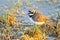 Portrait of a little ringed plover