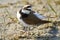 Portrait of a little ringed plover