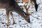 Portrait of a little roebuck in winter with snowy forest in background searching for food