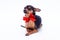 Portrait of little russian toy terrier.