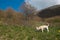 Portrait of little white dog sniffing flowers