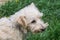 Portrait of a little White Terrier. Dog walking on the grass outdoors