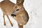 Portrait of a little wild deer on a snowy background