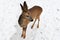 Portrait of a little wild fawn on a snowy background
