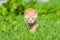 Portrait of little young kitten walk thru grass.
