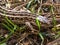 Portrait of live lizard, varan in the grass ground