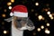 Portrait of a llama or alpaca in a Christmas hat on black background with blurred lights. Christmas or New year banner