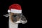 Portrait of a llama or alpaca in a Christmas hat on black background. Christmas or New year banner