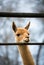 Portrait of a llama glama - South American mammal