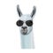 Portrait of llama in glasses