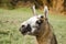 Portrait of a llama in a park in the middle of nature