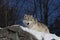 A Portrait of a lone Arctic wolf standing on a rocky cliff looking over his territory in winter in Canada